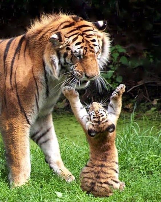 TigerWithCub